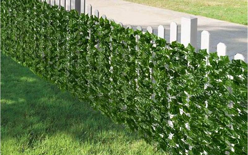 Ivy Used For Privacy Fence: The Advantages And Disadvantages