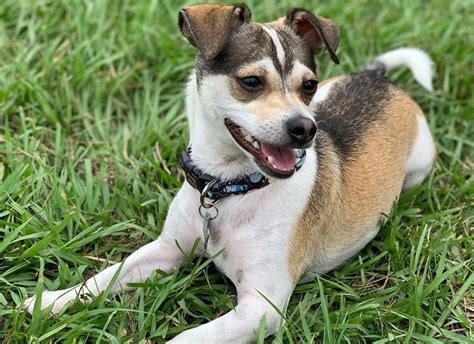 Jack Russell Chihuahua Mix Puppies For Sale Ontario Pets Lovers