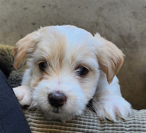 Jack Russell Maltese Mix Puppies