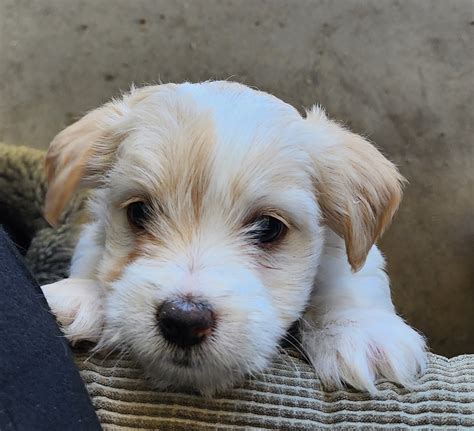 Tilly one of two cute puppies Small Female Maltese x Jack Russell