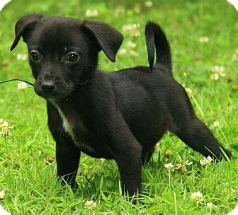 Jack Russell Chihuahua Mix Black: A Unique And Loyal Companion