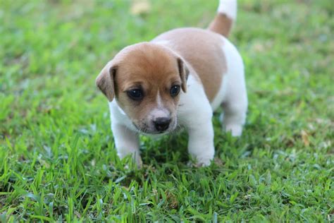 Jack Russell Puppy