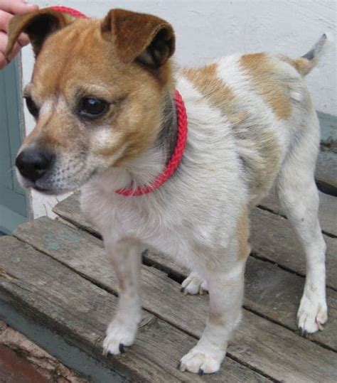 10 Pawsome Remedies to Tackle Jack Russell Skin Conditions like a Pro!