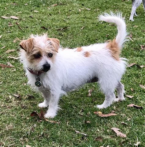 Jack Russell Terrier X Maltese: A Unique And Lively Crossbreed