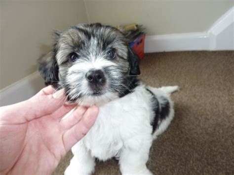 Jack Russell X Shih Tzu X Chihuahua: An Adorable Hybrid