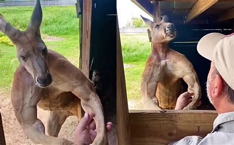 Jacked Kangaroo