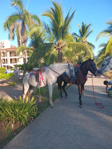 Jaco Horse Tour Tips