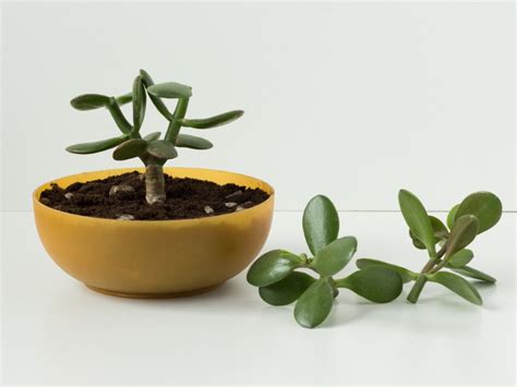 How to Successfully Grow a Jade Plant from a Cutting