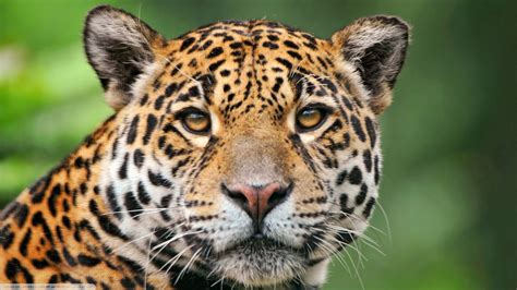 Jaguar Animal Images Free