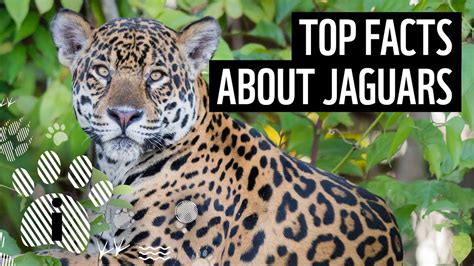 Jaguar Facts