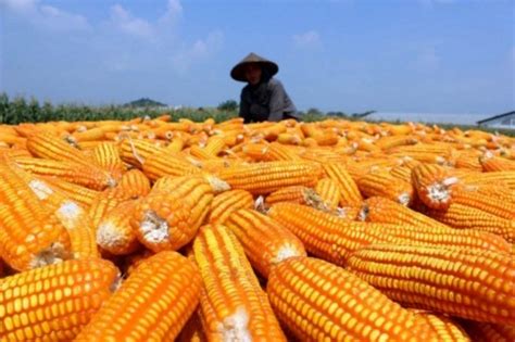 Jagung sebagai panganan utama di era edo