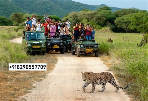 Jaipur Leopard Safari Permit