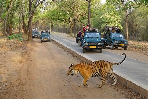 Jaipur & Ranthambore Safari: Your 3-Day Adventure, Examined
