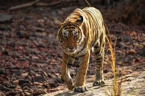 Jaipur Sariska overview