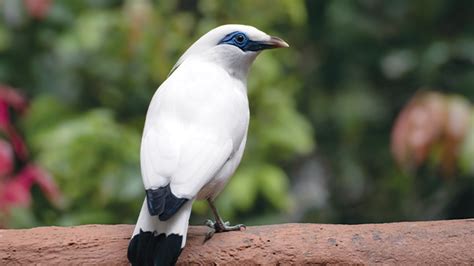 Jalak