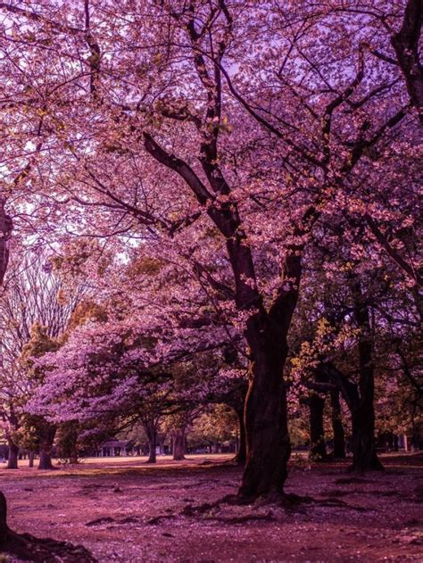 Japan Landscape Tumblr