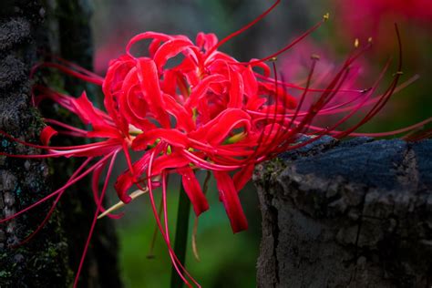 Japan Spider Lily