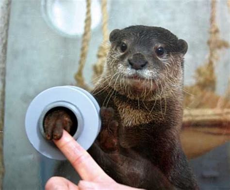 Japan Zoo Otter Handshake