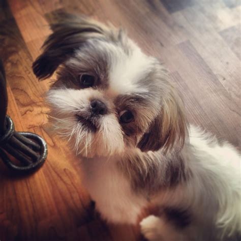 Japanese Chin Shih Tzu Mix Pictures: A Unique And Adorable Breed