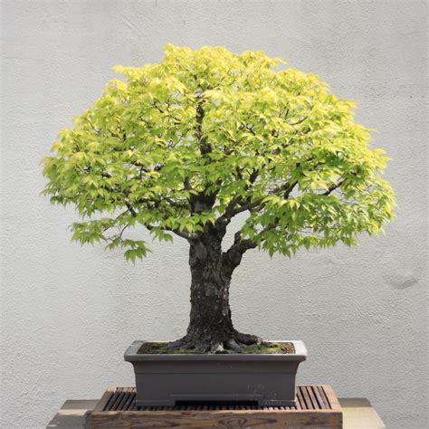 Japanese Elm Bonsai