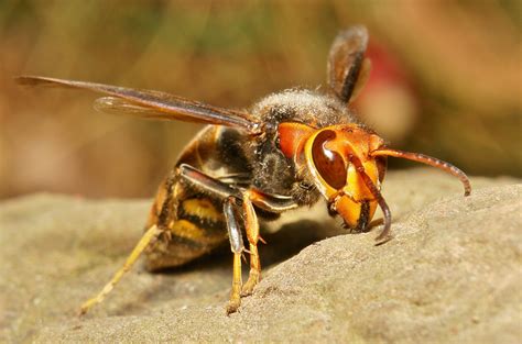 Lebah Raksasa Jepang