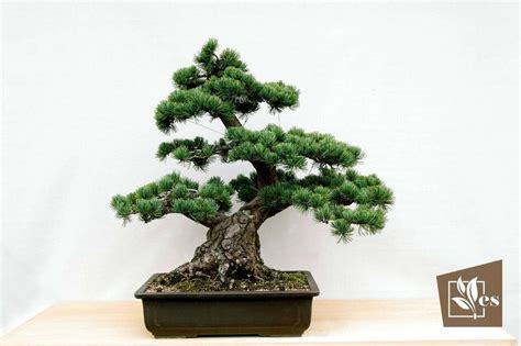 Japanese House Plants