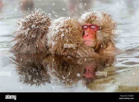 Japanese Macaques Hot Springs