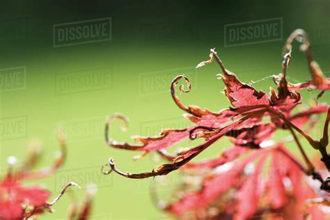 Japanese Maple Leaves Curling