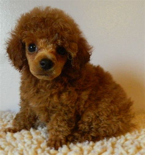 redtoypoodlepuppyforsaleteacuppuppies350aa in 2020 Teacup