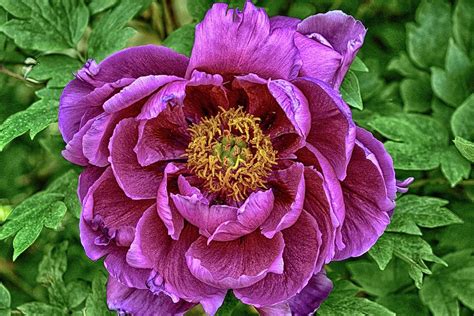 Japanese Tree Peonies