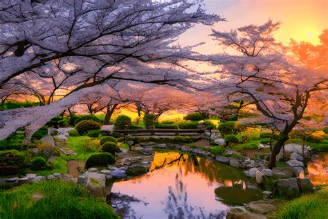 Japanese garden at sunset