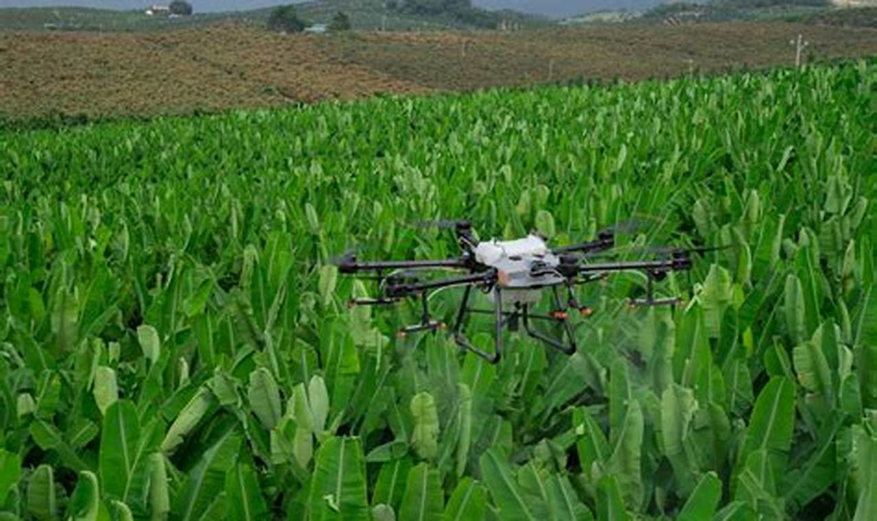 Jasa drone pertanian jogja