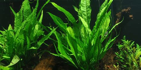 Karakteristik Java Fern
