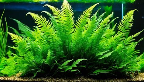 Masa Depan Java Fern dan Konservasi