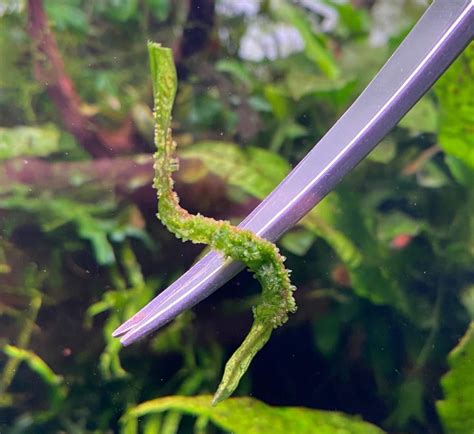 Penyakit yang Umum pada Java Fern