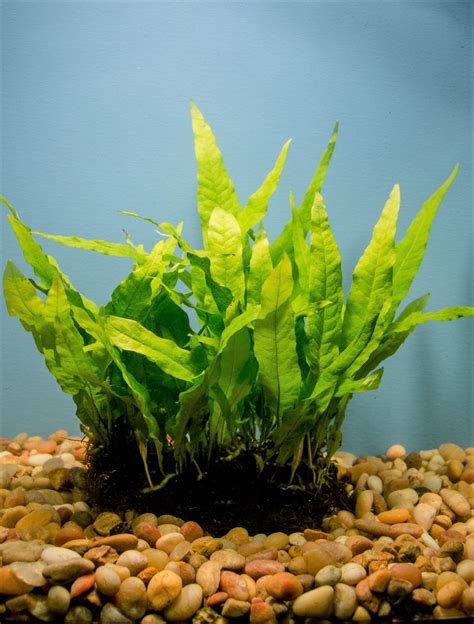 Habitat Asli Java Fern