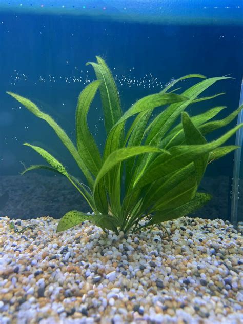 Sejarah Java Fern