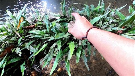 Java Fern dalam Budaya Pop