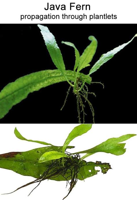 Teknik Pembiakan Java Fern