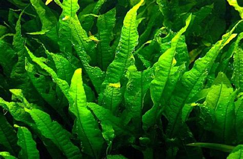 Varietas Java Fern