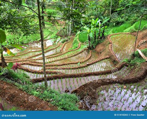 Java Rice Terraces