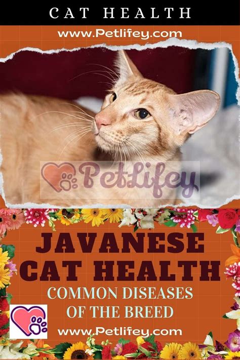 Javanese Common Sicknesses