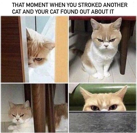 Jealous Cat Meme