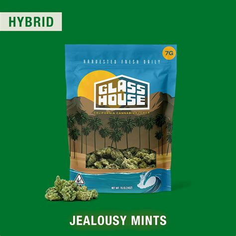 Jealousy Mints | Glass House Farms Strains