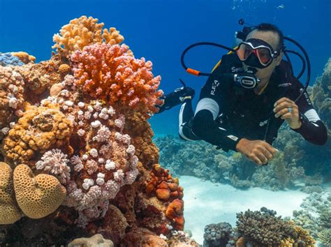 Jeddah diving highlights