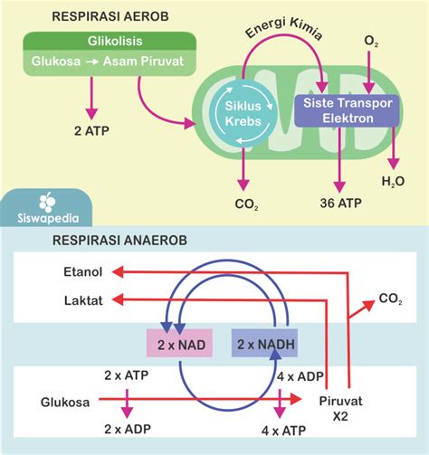 Apa Itu Glikolisis Dan Tahapan Respirasi Aerob?