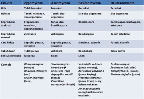 Jelaskan Persamaan Dan Perbedaan Antara Ascomycota Dengan Basidiomycota