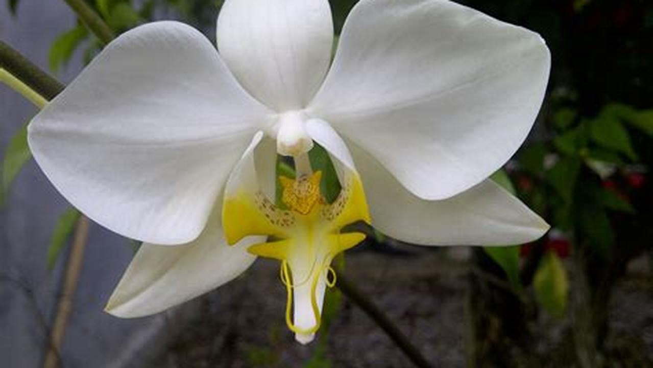 Pesona Anggrek Phalaenopsis: Jenis, Varietas, dan Rahasianya
