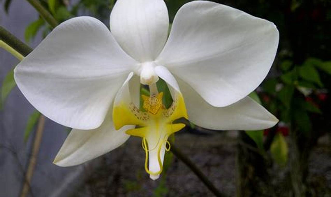 Pesona Anggrek Phalaenopsis: Jenis, Varietas, dan Rahasianya