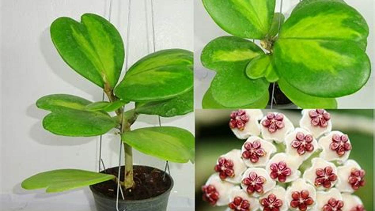 Jenis dan Varietas Hoya (Hoya spp): Temukan Keindahan dan Manfaatnya